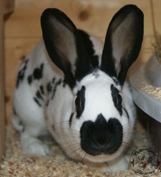 aggressive rescue aggressive rabbits cottontails rabbit guinea pig rescuecottontails rabbit guinea aggressive rescue aggressive rabbits cottontails rabbit guinea pig rescuecottontails rabbit guinea