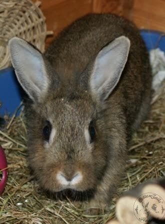 aggressive rescue aggressive rabbits how to cope cottontails rabbit guinea pig rescuecottontails aggressive rescue aggressive rabbits how to cope cottontails rabbit guinea pig rescuecottontails