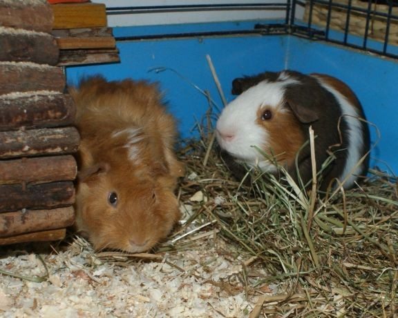 GINGER AND PATCH - CottonTails Rabbit &amp; Guinea Pig RescueCottonTails 
