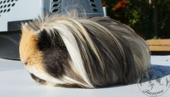 Grooming Rabbits And Guinea Pigs Cottontails Rabbit Guinea Pig