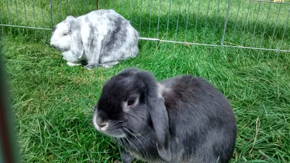 claim gift aid make Rabbit  & CHUMPY Pig  RescueCottonTails CottonTails Guinea